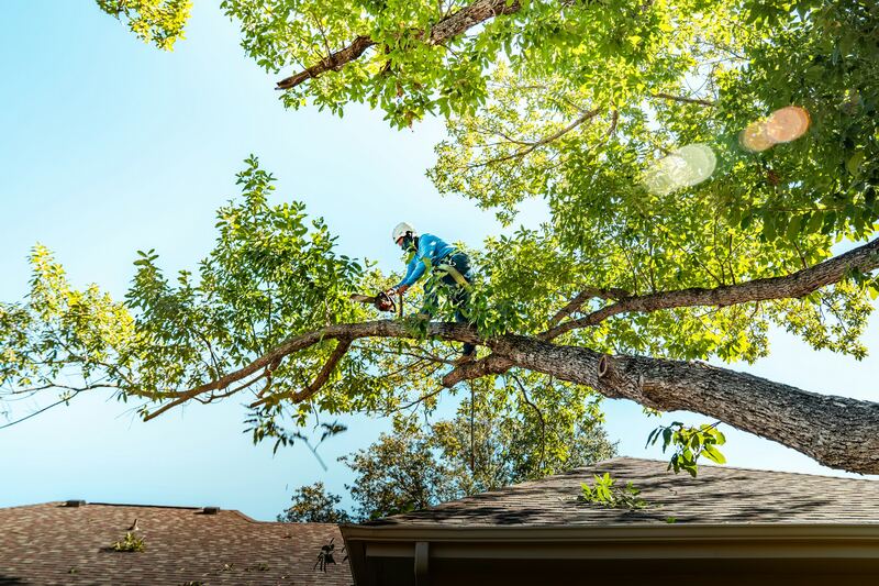 Élagueur sur une grosse branche au-dessus d’une toiture