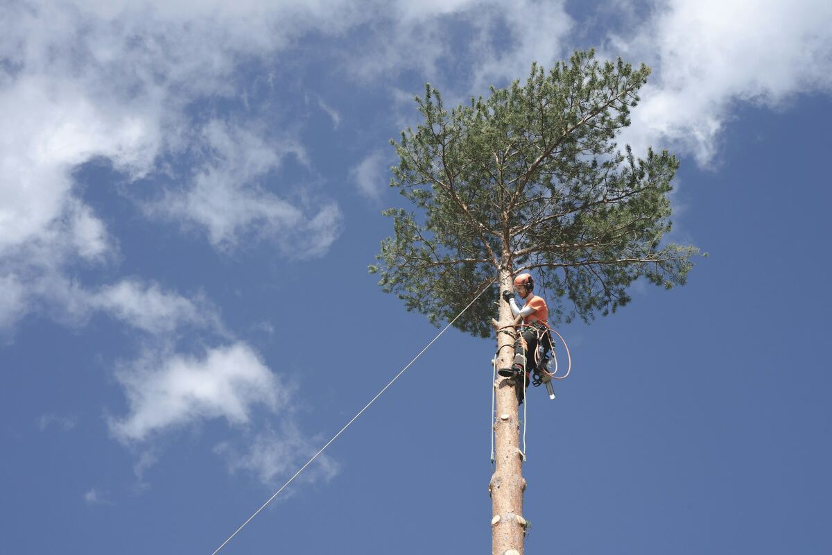 Grimpeur encordé au sommet d’un grand pin, sous un ciel bleu