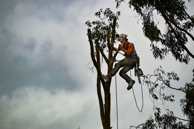 Grimpeur encordé en haut d’un arbre dont la cime vient d’être coupée
