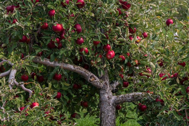 Pommier chargé de pommes rouges dans un verger