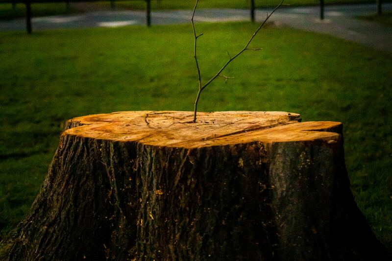 Souche d’un arbre coupé au milieu d’une pelouse